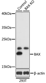 BAX Antibody, KO Validated