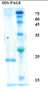 Tumor Necrosis Factor (TNF) alpha Recombinant Protein