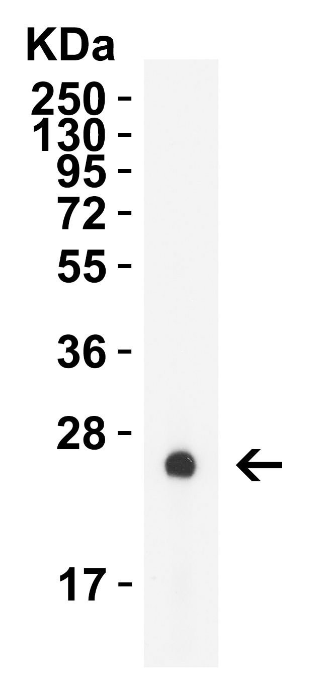 GAG Antibody