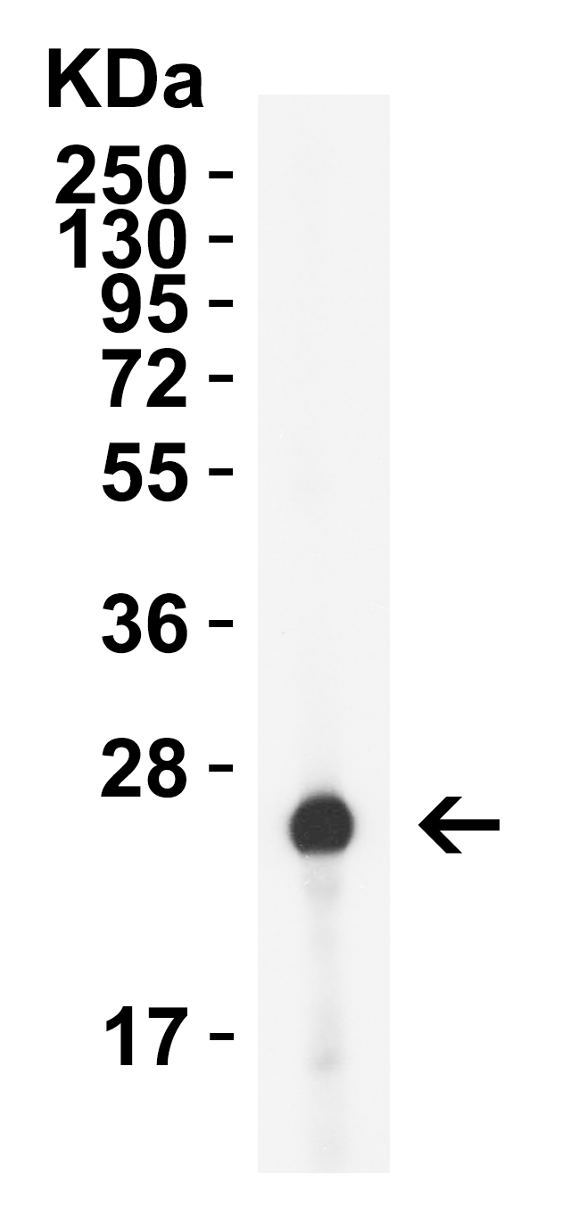 GAG Antibody