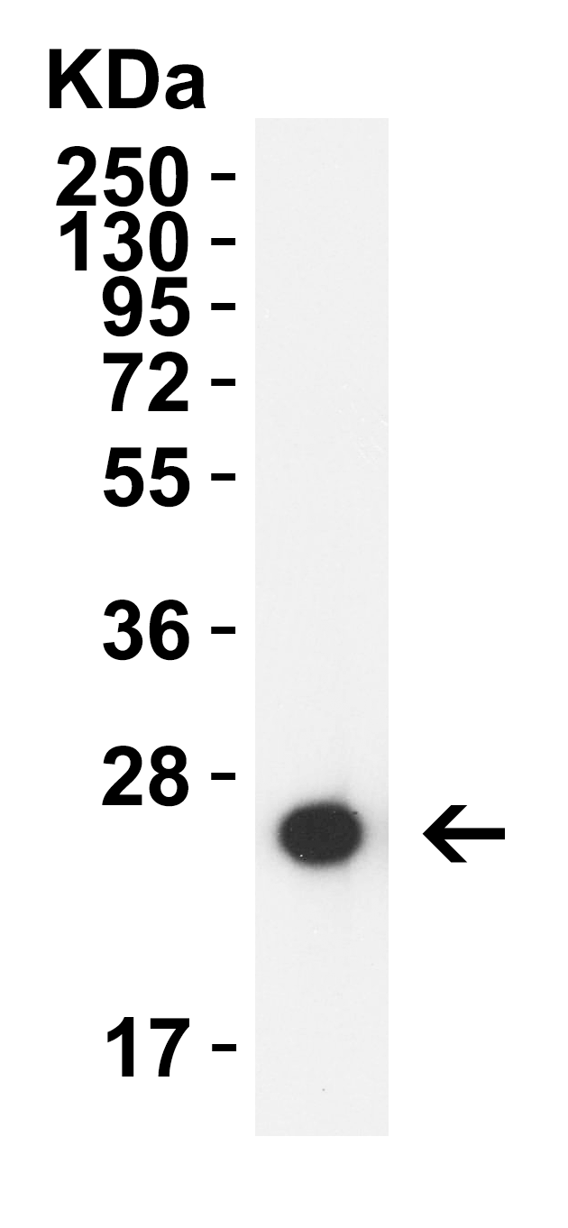 GAG Antibody (Biotin)