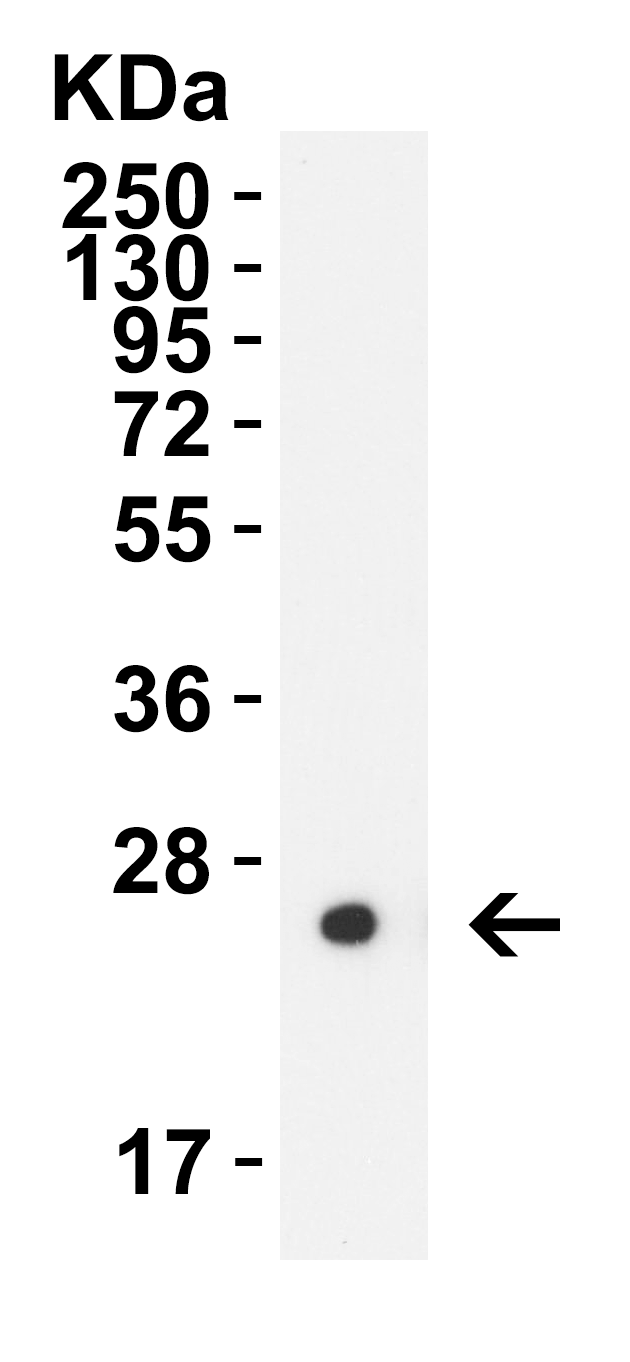 GAG Antibody (Biotin)