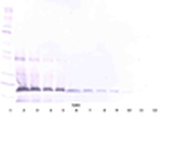 FAS Antibody (Biotin)