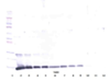 IL-4 Antibody