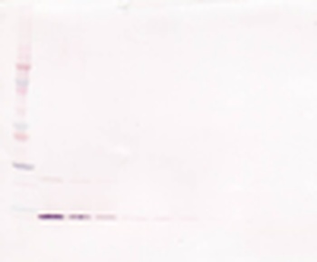 IL1B Antibody (Biotin)