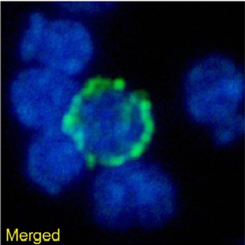Lag3 Antibody [C9B7W], Rabbit IgG