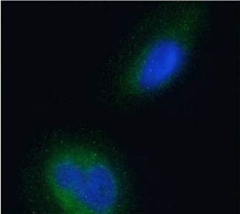 BACE2 Antibody [1/ 9], Mouse IgG1