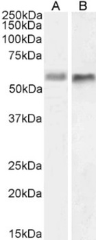 BACE2 Antibody [1/ 9], Mouse IgG1
