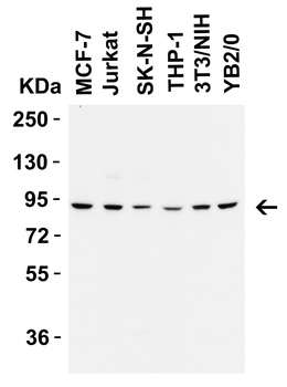FZD6 Antibody