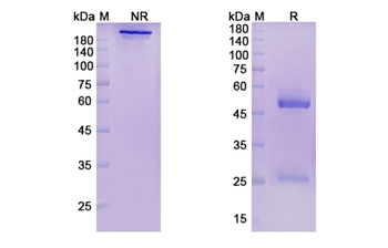 Pepinemab (SEMA4D) - Research Grade Biosimilar