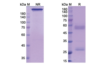 Perakizumab (IL17A) - Research Grade Biosimilar