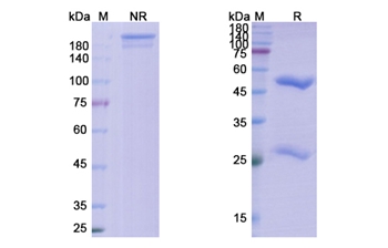 Pritoxaximab (shiga toxin type 1 B subunit) - Research Grade Biosimilar