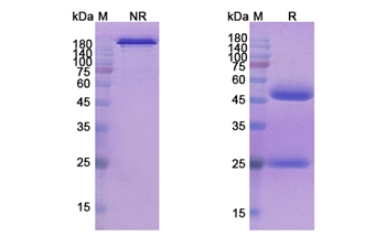Seribantumab (ERBB3) - Research Grade Biosimilar