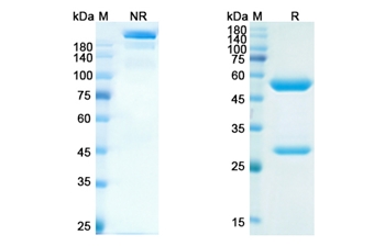 Serplulimab (PDCD1/PD1/CD279) - Research Grade Biosimilar
