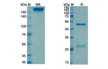 Sevirumab (HCMV) - Research Grade Biosimilar