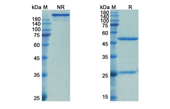 Spesolimab (IL36RN) - Research Grade Biosimilar