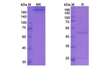 Stamulumab (MSTN/GDF-8) - Research Grade Biosimilar