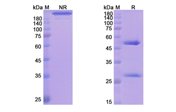 Teneliximab (CD40/TNFRSF5) - Research Grade Biosimilar
