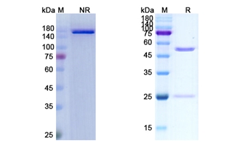 Toripalimab (PDCD1/PD1/CD279) - Research Grade Biosimilar