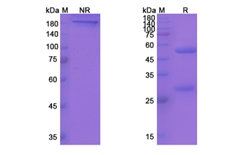 Yfc51.1Mab (ITGB2/CD18) - Research Grade Biosimilar