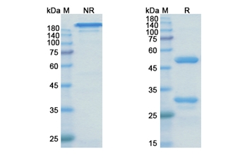 Zagotenemab (MAPT) - Research Grade Biosimilar