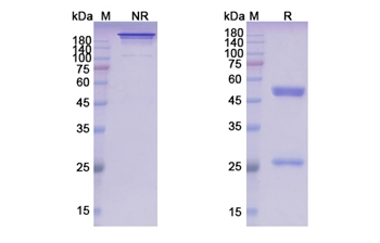 Zolbetuximab (CLDN18) - Research Grade Biosimilar