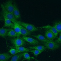 NLRP1 Antibody