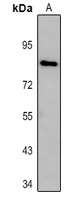DTX3L Antibody