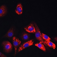 Collagen 1 alpha 1 Antibody