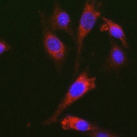 GDF15 Antibody