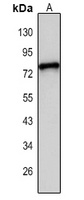 MCOLN2 Rabbit Polyclonal Antibody