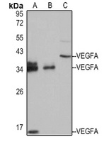 VEGFA Antibody