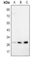 SIRT3 Antibody