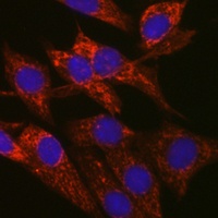 SIRT3 Antibody
