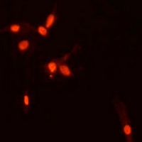 SMAD7 Rabbit Polyclonal Antibody