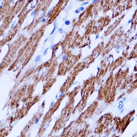 SIRT3 Antibody