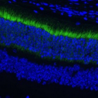 GNGT1 Rabbit Polyclonal Antibody