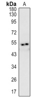 CD4 Antibody