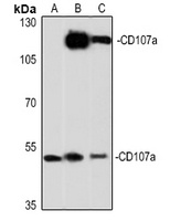 CD107a Rabbit Polyclonal Antibody