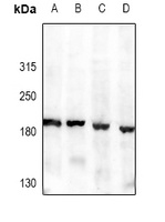 Agrin Rabbit Polyclonal Antibody