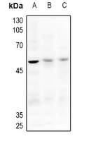 ACVR2A Antibody