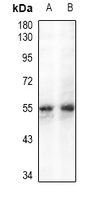 GPR109A Rabbit Polyclonal Antibody