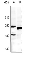 MRP5 Rabbit Polyclonal Antibody