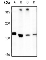 DLEC1 Rabbit Polyclonal Antibody