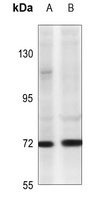 TNFAIP2 Antibody