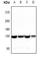 Vinculin Rabbit Polyclonal Antibody