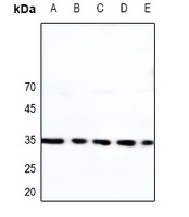 Caspase 3 Rabbit Polyclonal Antibody