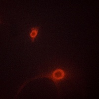 Caspase 3 Rabbit Polyclonal Antibody