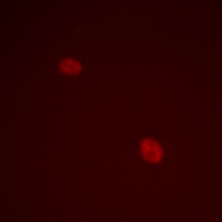 CENPA (Phospho-S7) Antibody