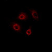 CD4 (Phospho-S433) Antibody